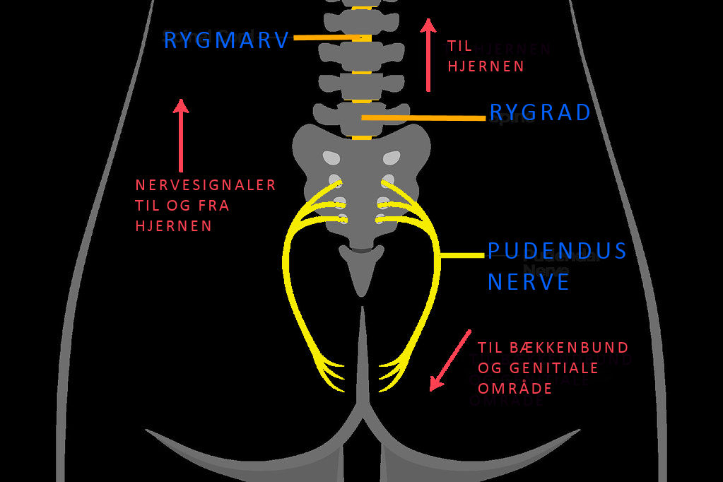 Pudendusnerven